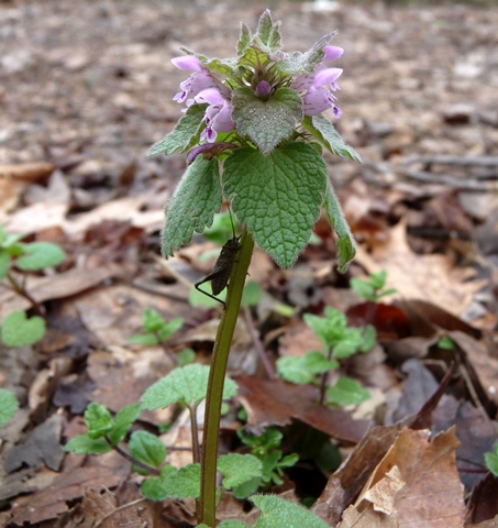 {Lamium purpureum}